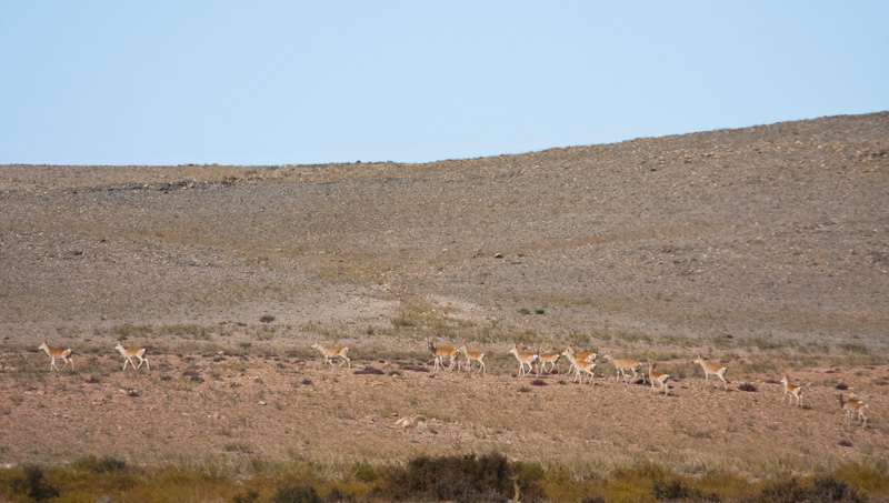 Mongolian Gazelle